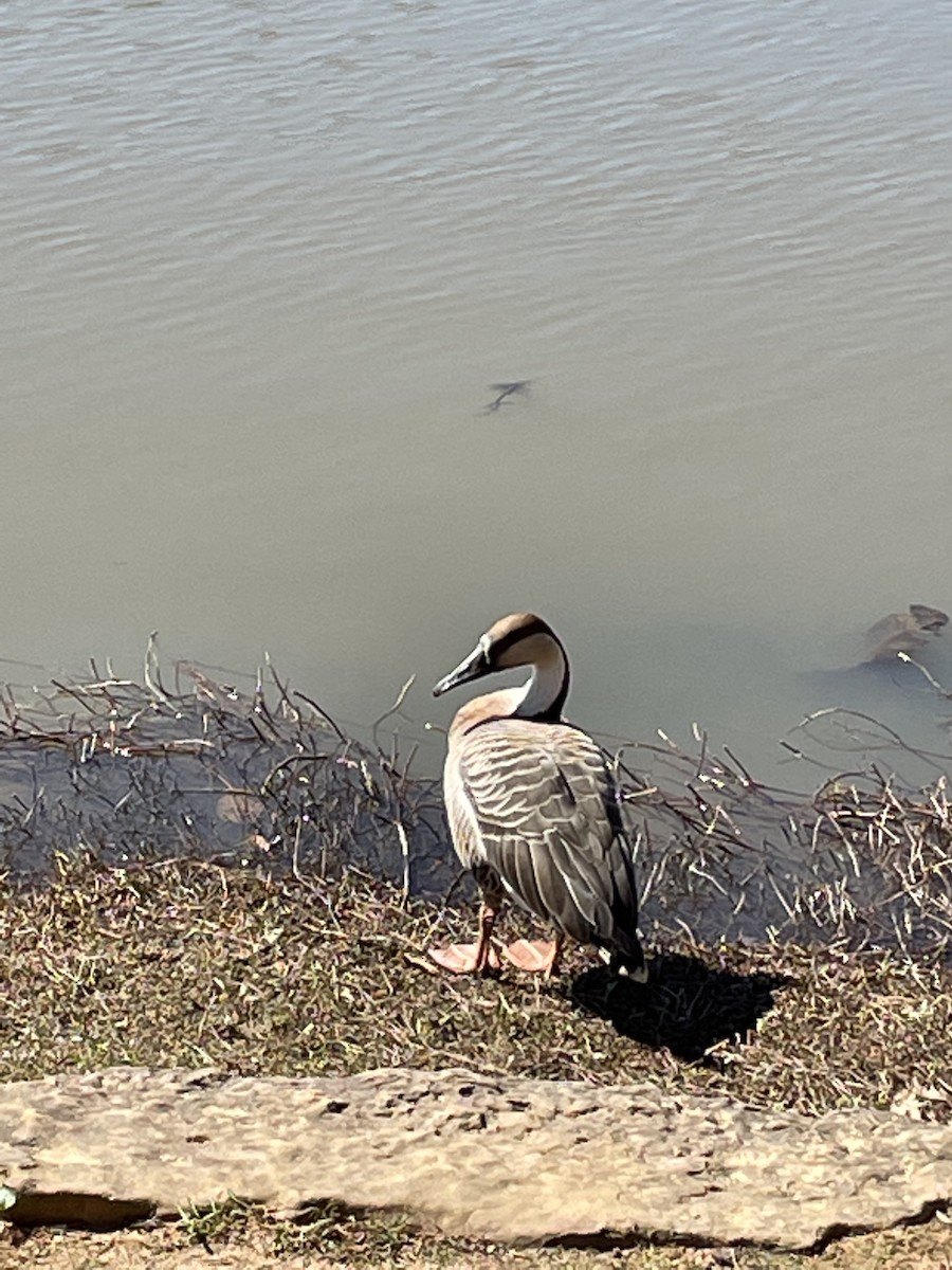Swan Goose (Domestic type) - ML425234141