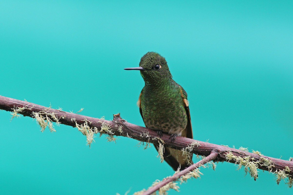 Colibrí Colihabano - ML42523501