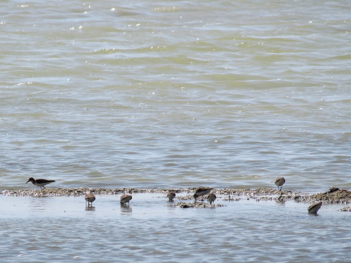 Least Sandpiper - Andrew Olive