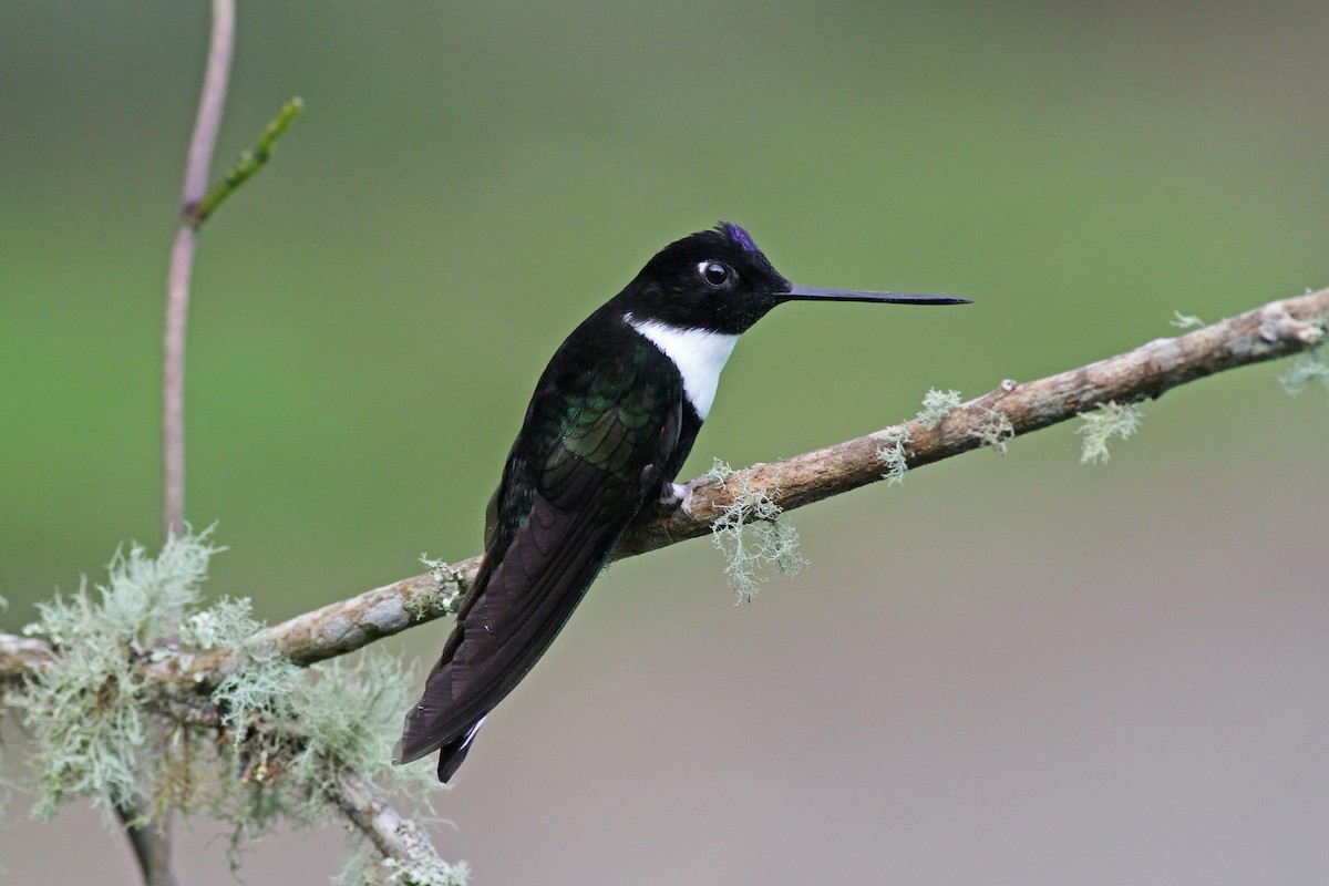 Collared Inca - Michael McCloy