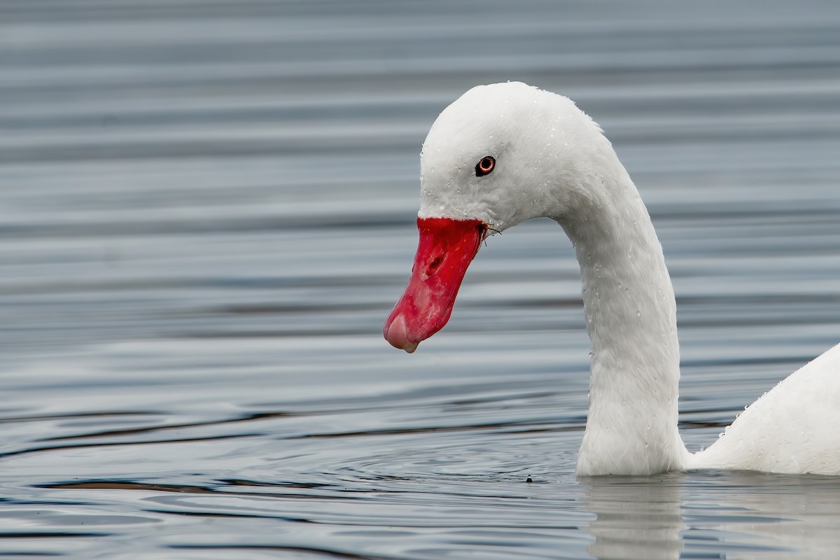 Coscoroba Swan - ML425238751