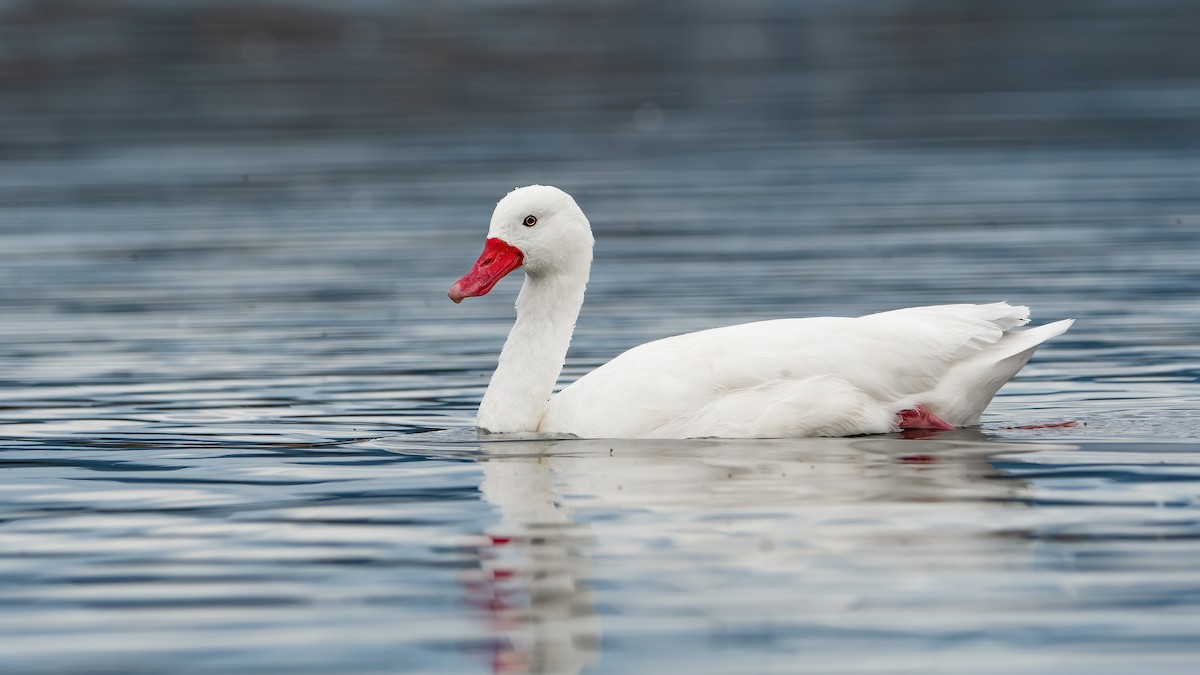 Coscoroba Swan - ML425238781