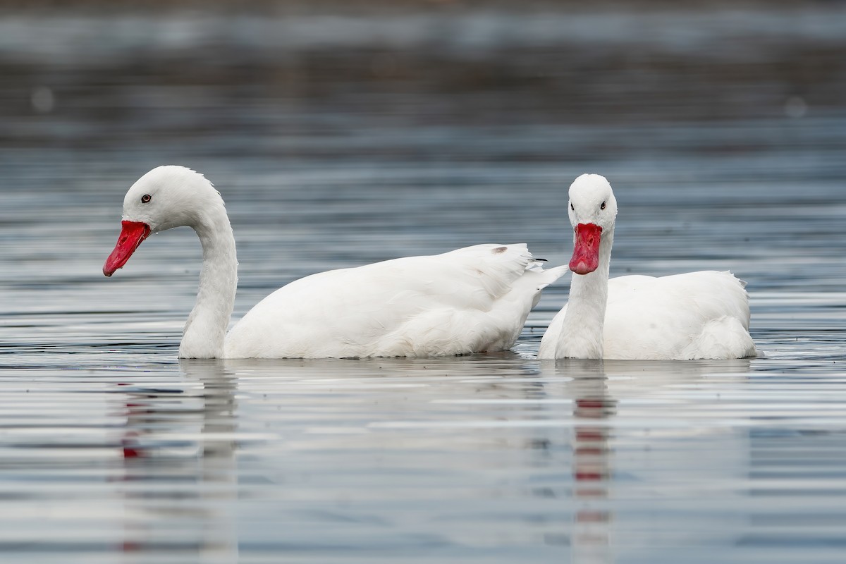 Coscoroba Swan - ML425238801