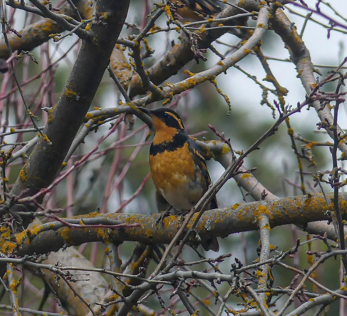 Varied Thrush - ML425239011