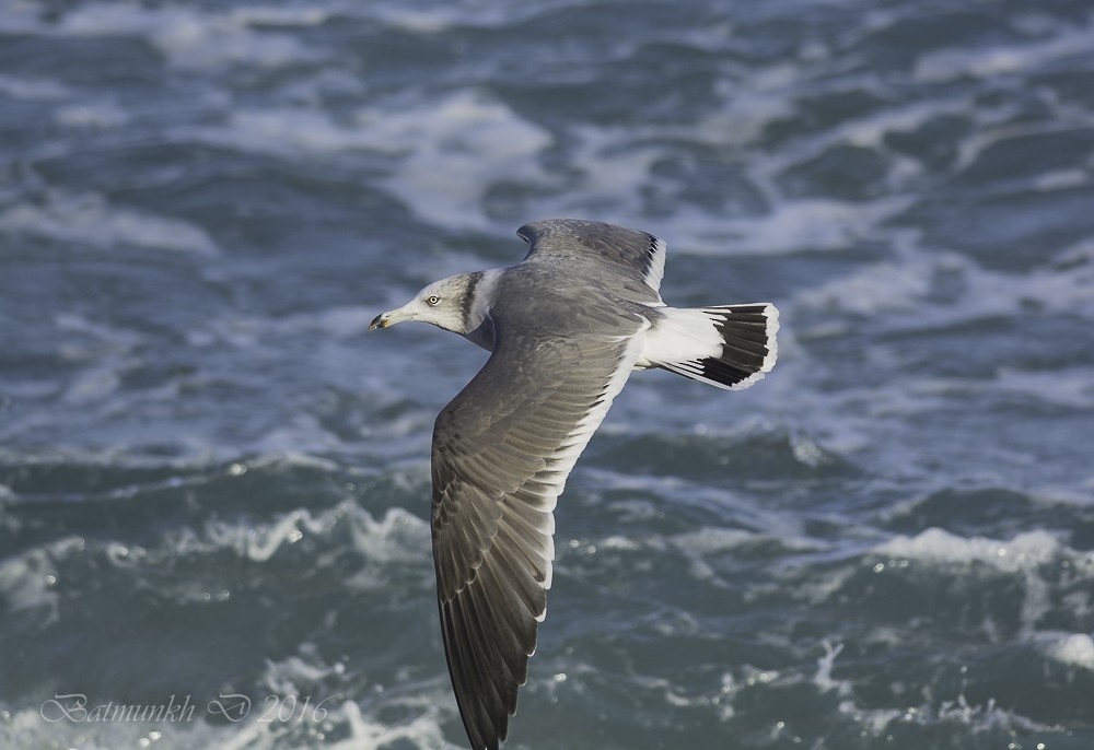 Black-tailed Gull - Batmunkh Davaasuren