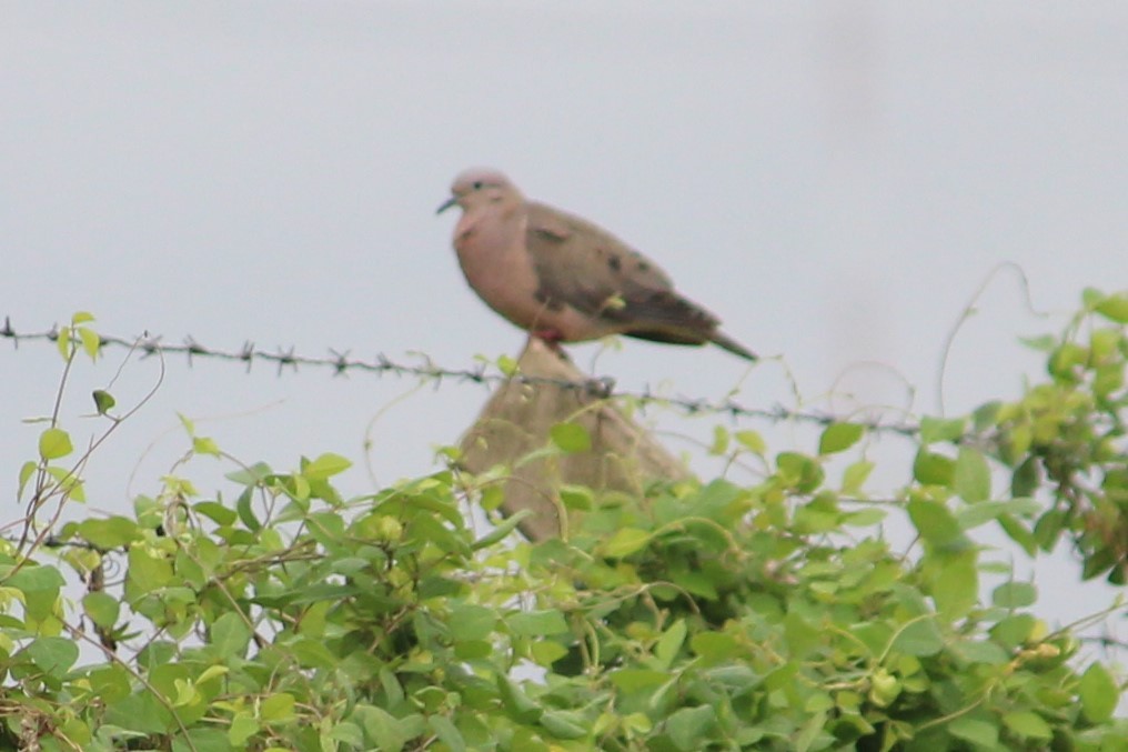 Eared Dove - Jannett Miriam - Jannett Victoria - Mario Jeudy Gutierrez - Vega - Fernández