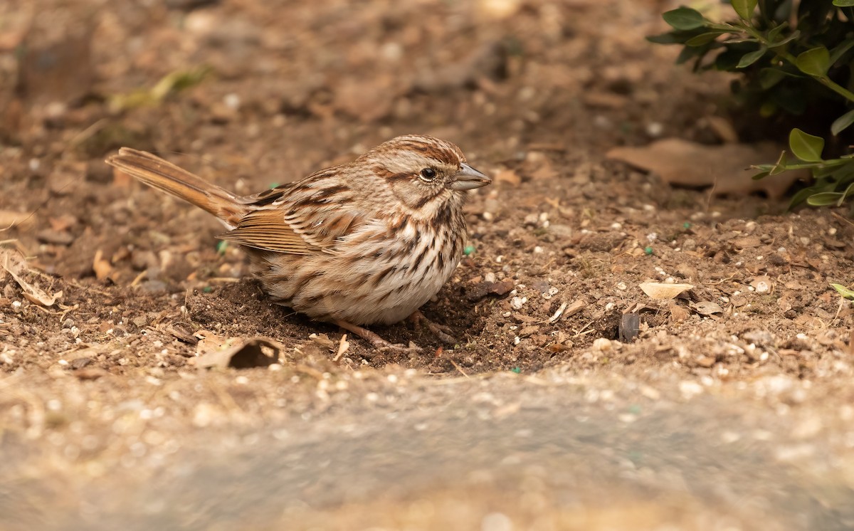 Song Sparrow - ML425241331