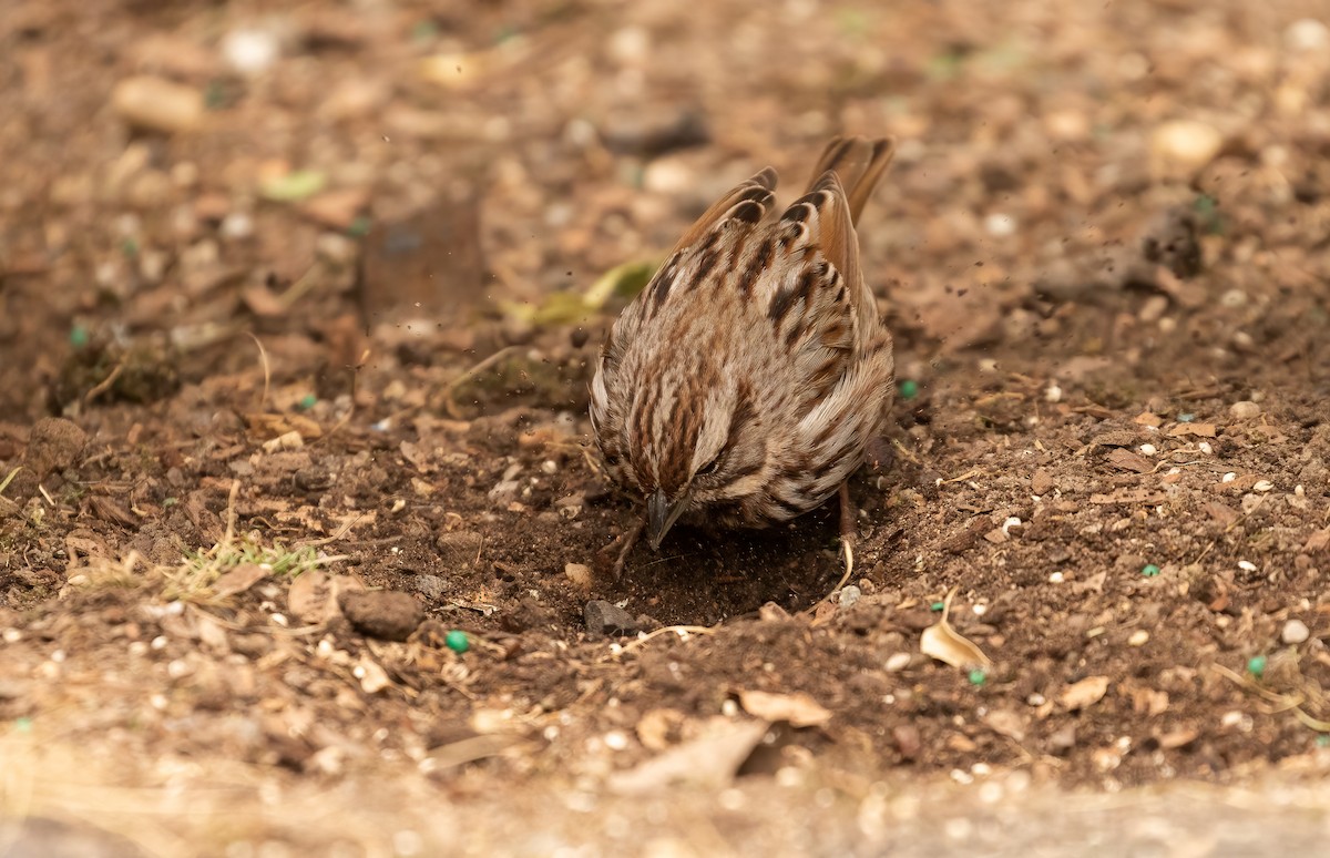 Song Sparrow - ML425241401