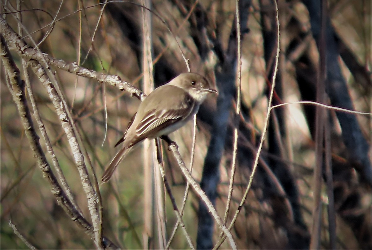 Eastern Phoebe - ML425242301