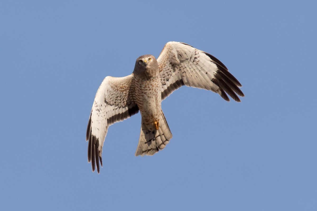 Northern Harrier - ML425242311