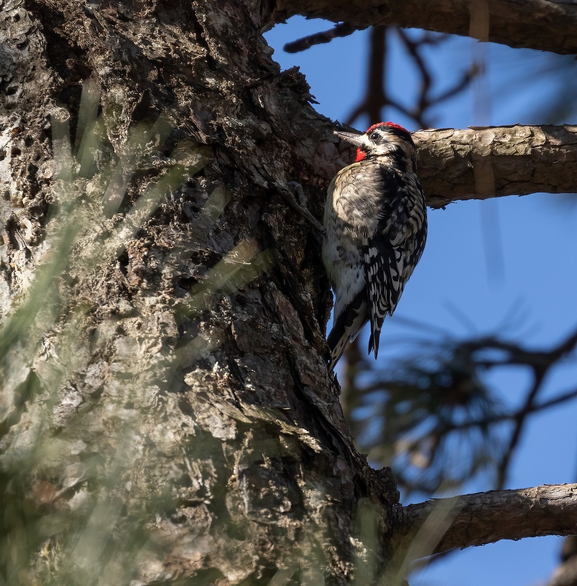 Yellow-bellied Sapsucker - Richard  Davis