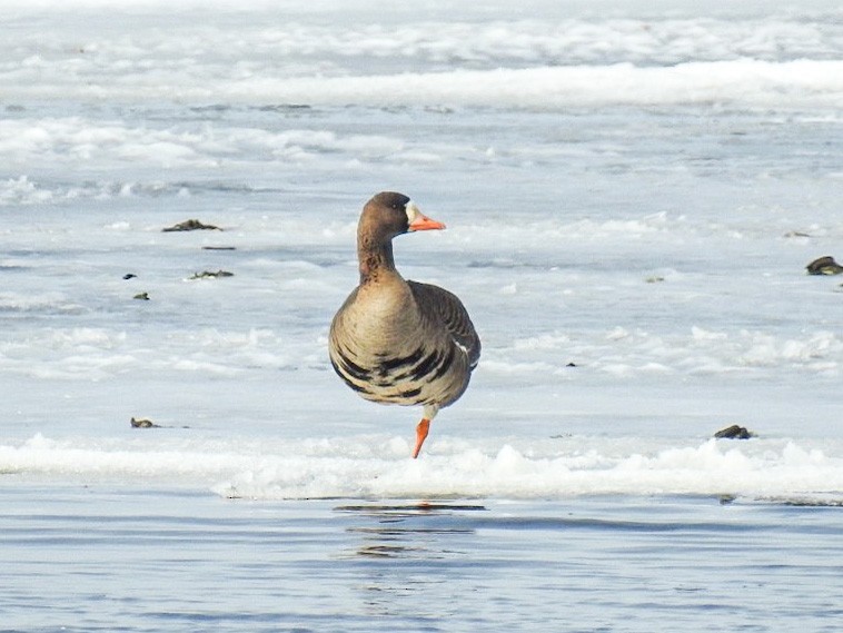 Greater White-fronted Goose - Greg Balcom