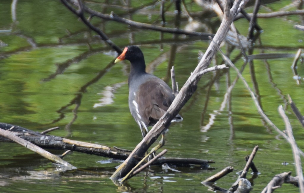 Common Gallinule - ML42524441