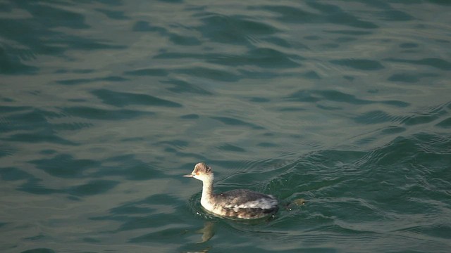 Eared Grebe - ML425245191