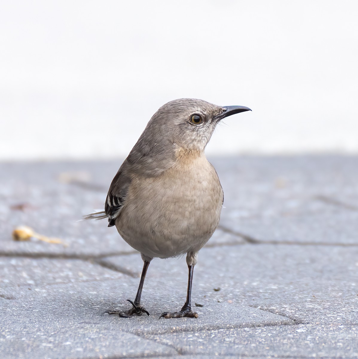 Northern Mockingbird - ML425246481