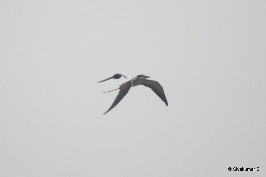 Bridled Tern - ML42524811