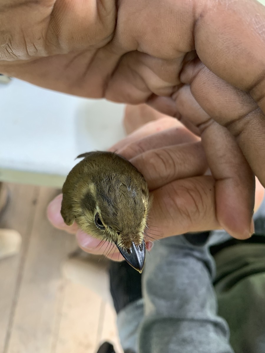 Stub-tailed Spadebill - ML425254401