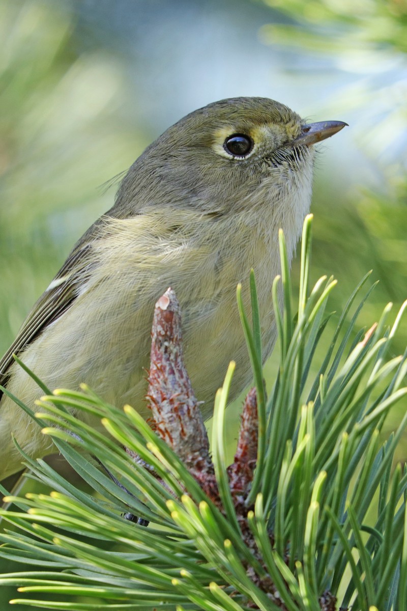 eikevireo - ML425256511