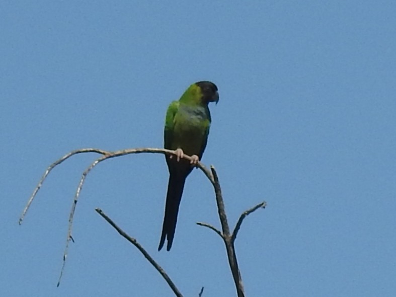 Conure nanday - ML425256781