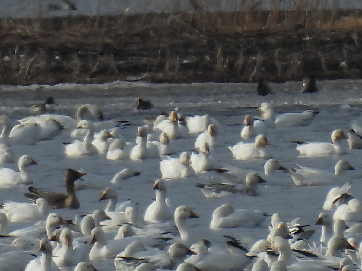 Tundra Bean-Goose - ML425257131