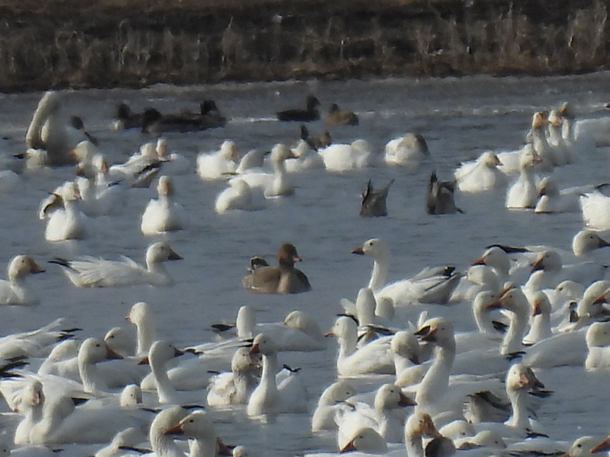 Tundra Bean-Goose - ML425257141