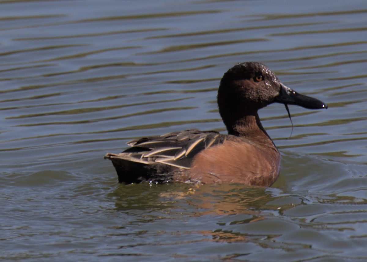 Cinnamon Teal - ML425258331