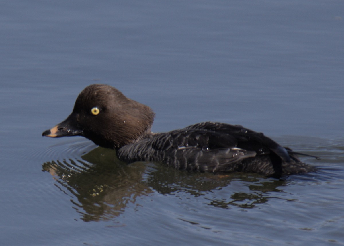 Common Goldeneye - ML425258561