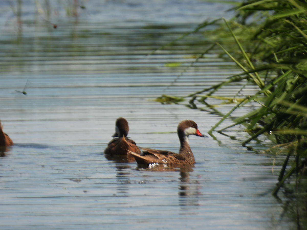 White-cheeked Pintail - ML425258851
