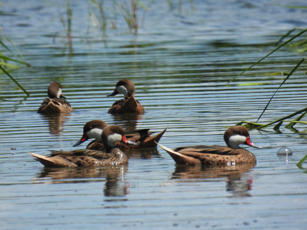 White-cheeked Pintail - ML425258861