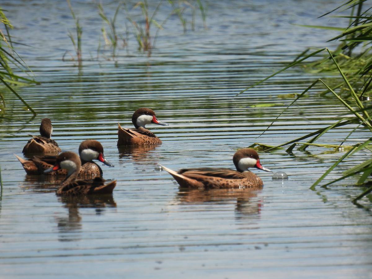 White-cheeked Pintail - ML425258871