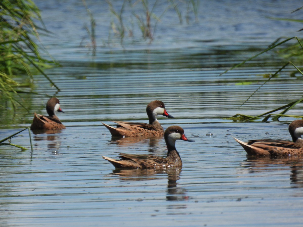 White-cheeked Pintail - ML425258881