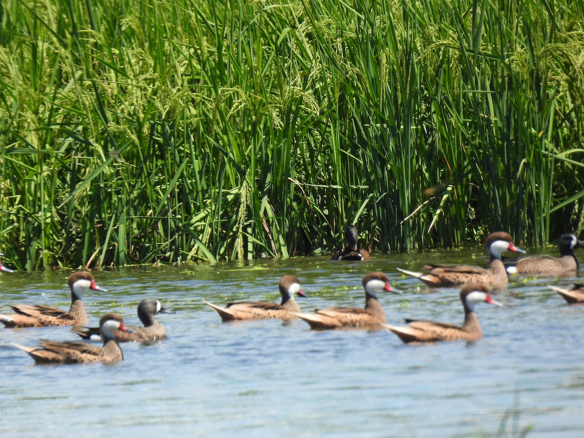 White-cheeked Pintail - ML425258891