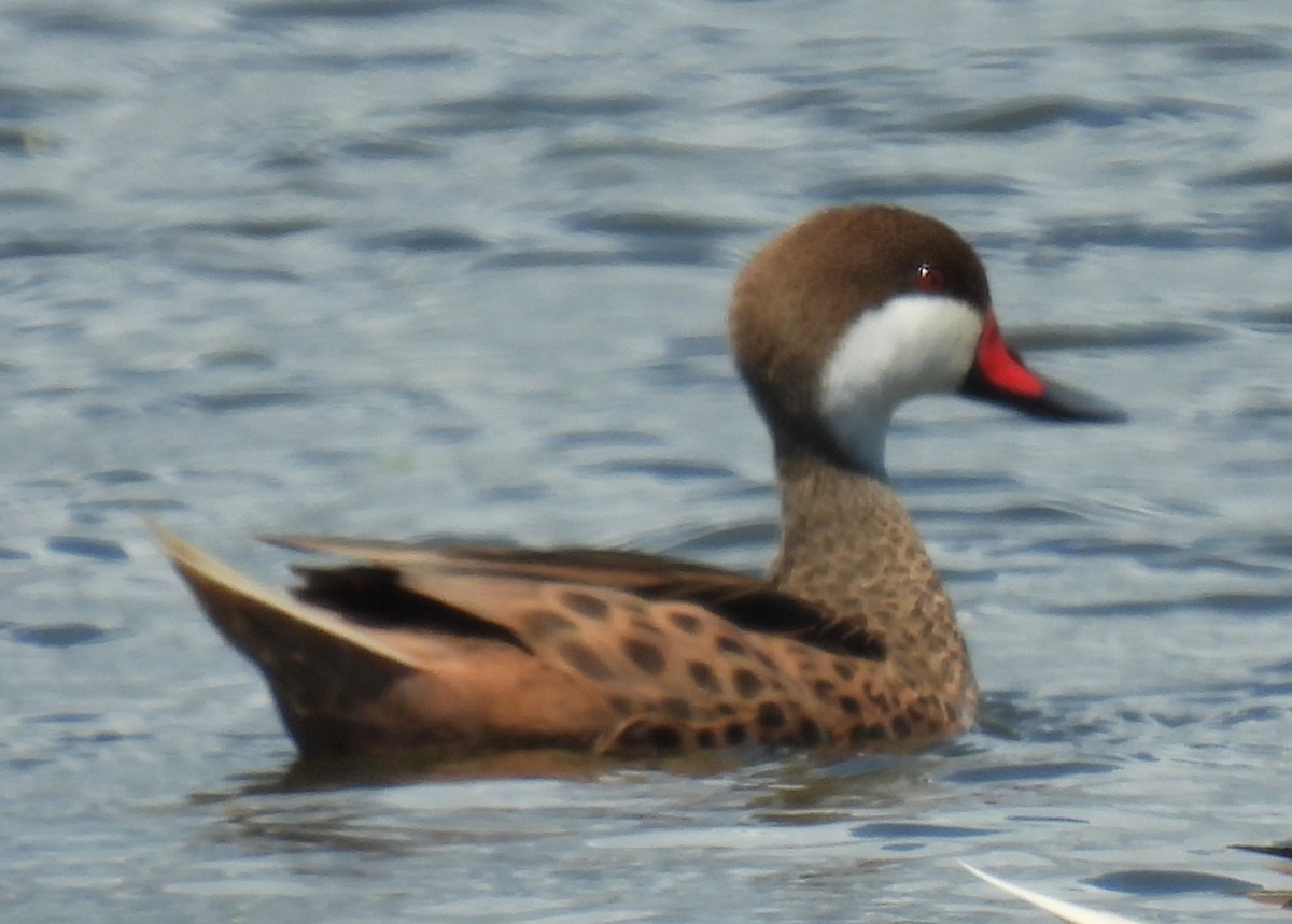 White-cheeked Pintail - ML425258901