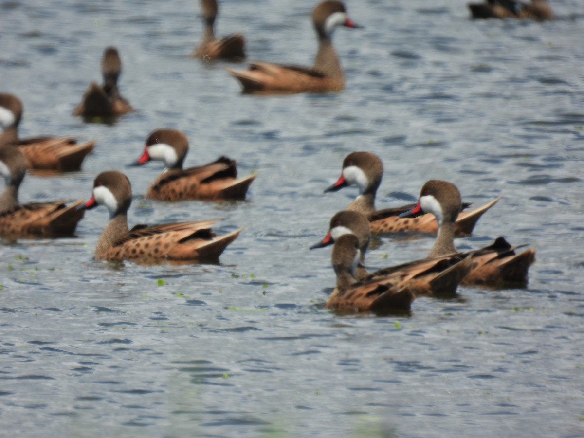 White-cheeked Pintail - ML425258941