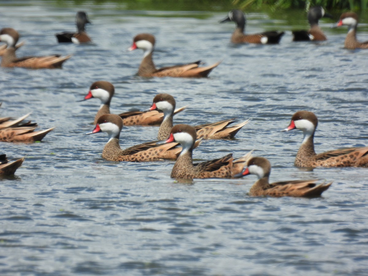 White-cheeked Pintail - ML425258961