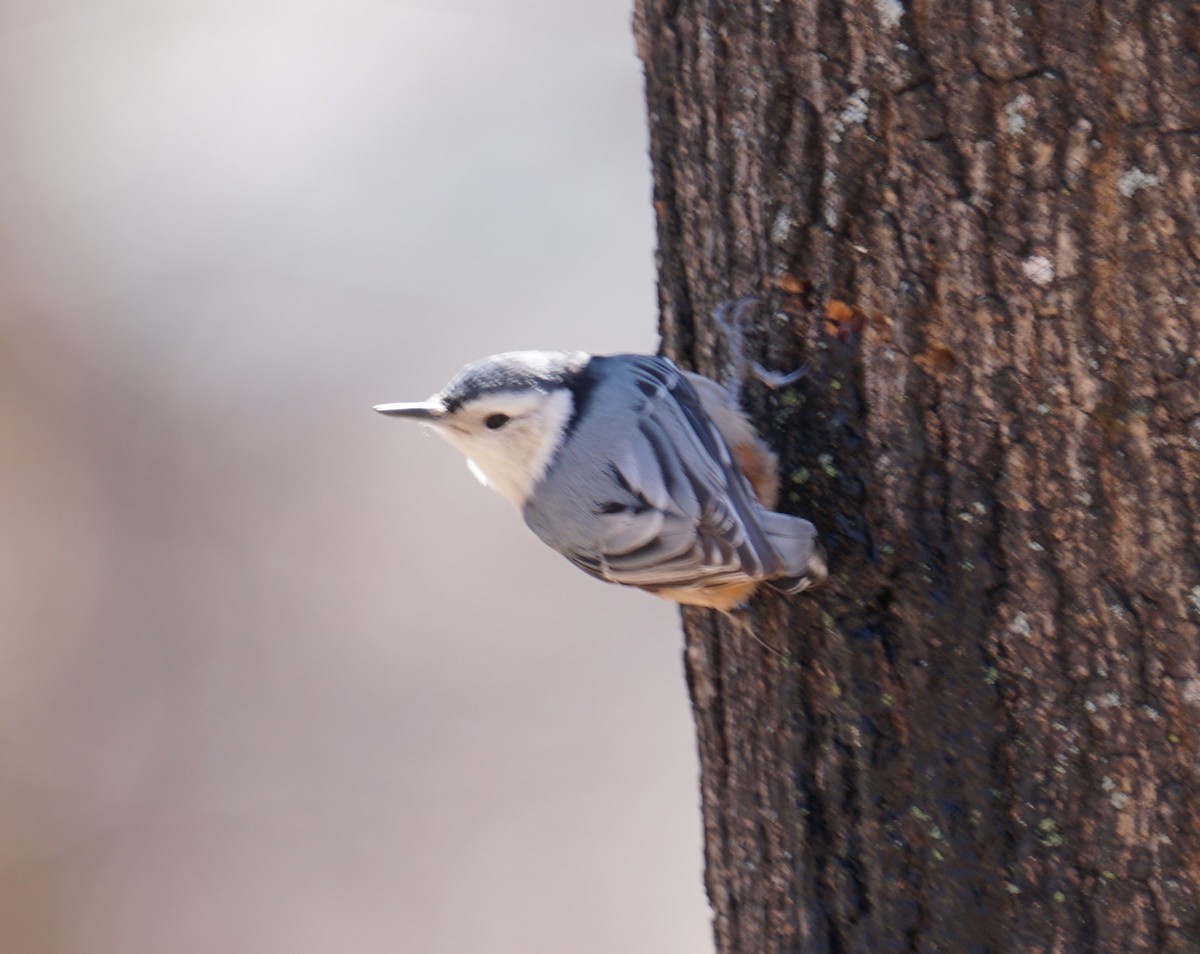 White-breasted Nuthatch - ML425259011