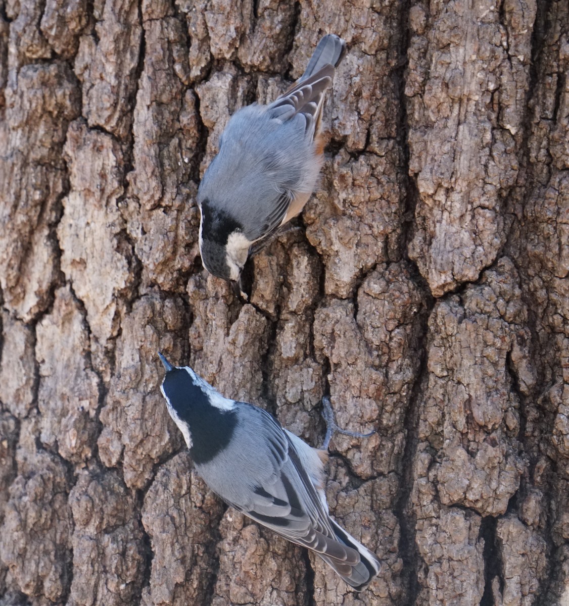 White-breasted Nuthatch - ML425259031