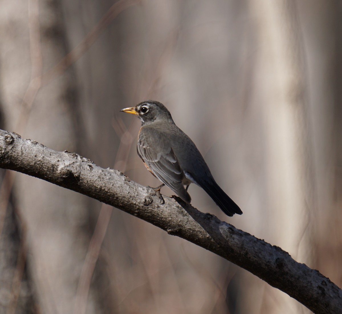 American Robin - ML425259071