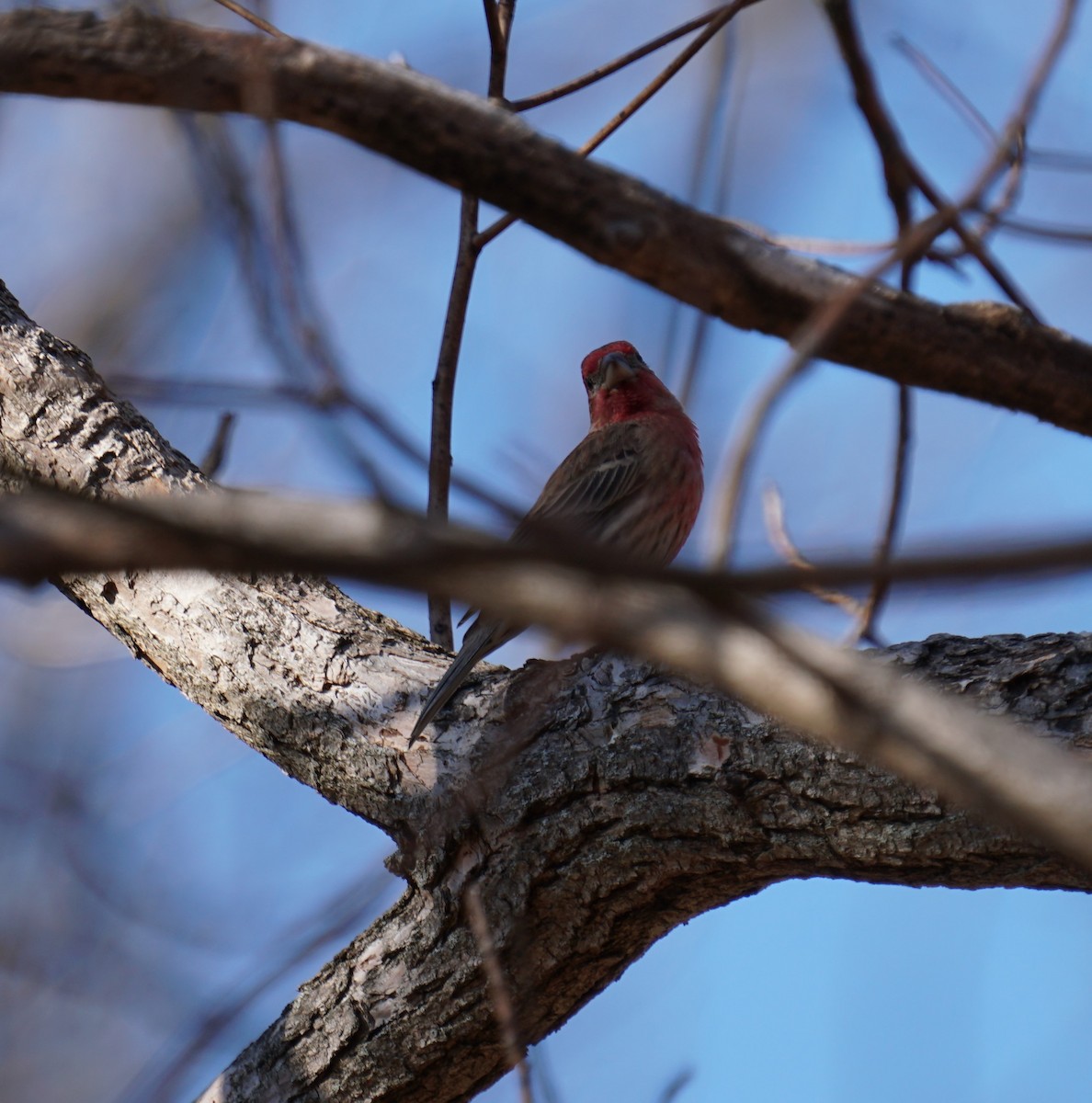 House Finch - ML425259081