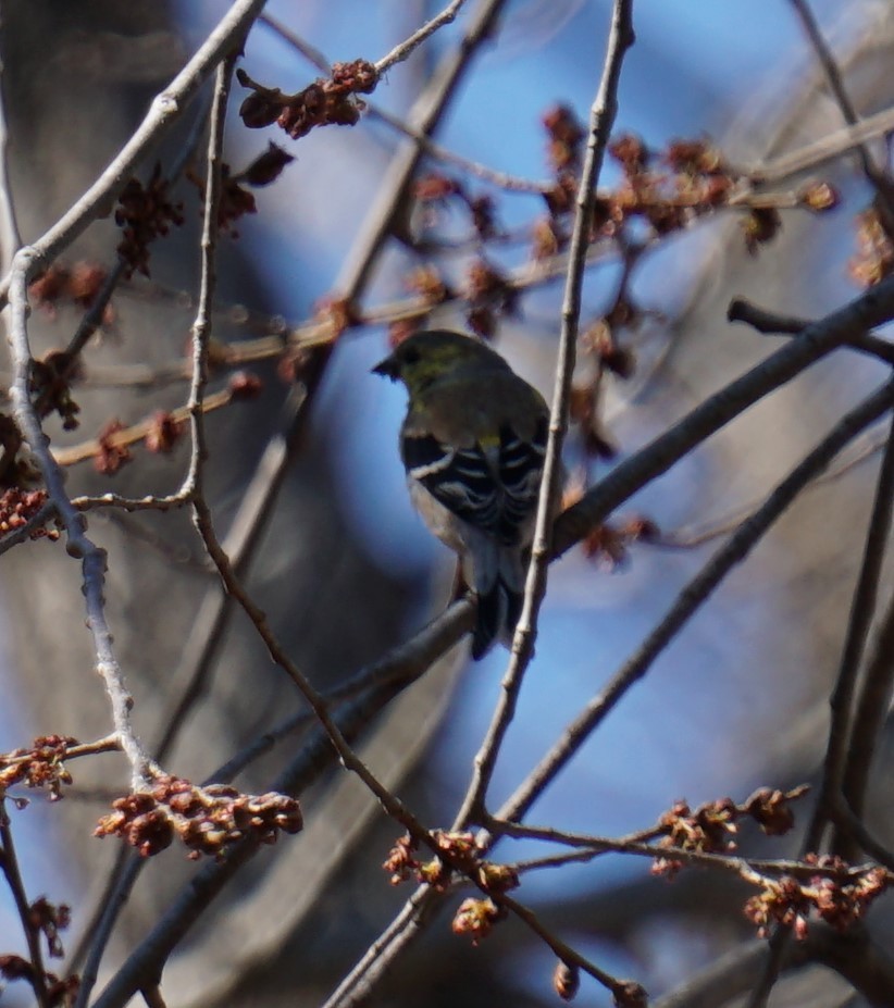 American Goldfinch - ML425259121