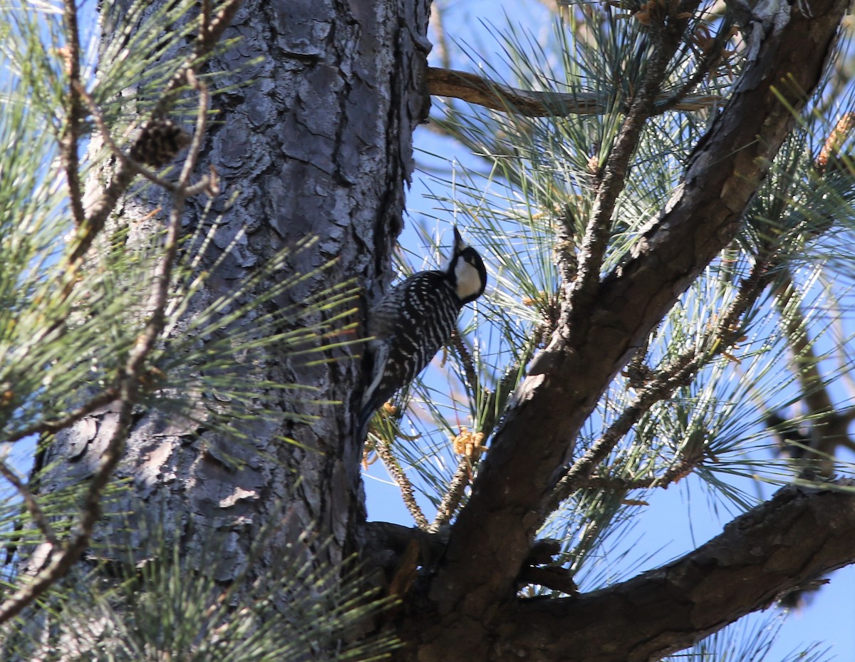 Red-cockaded Woodpecker - ML425259301