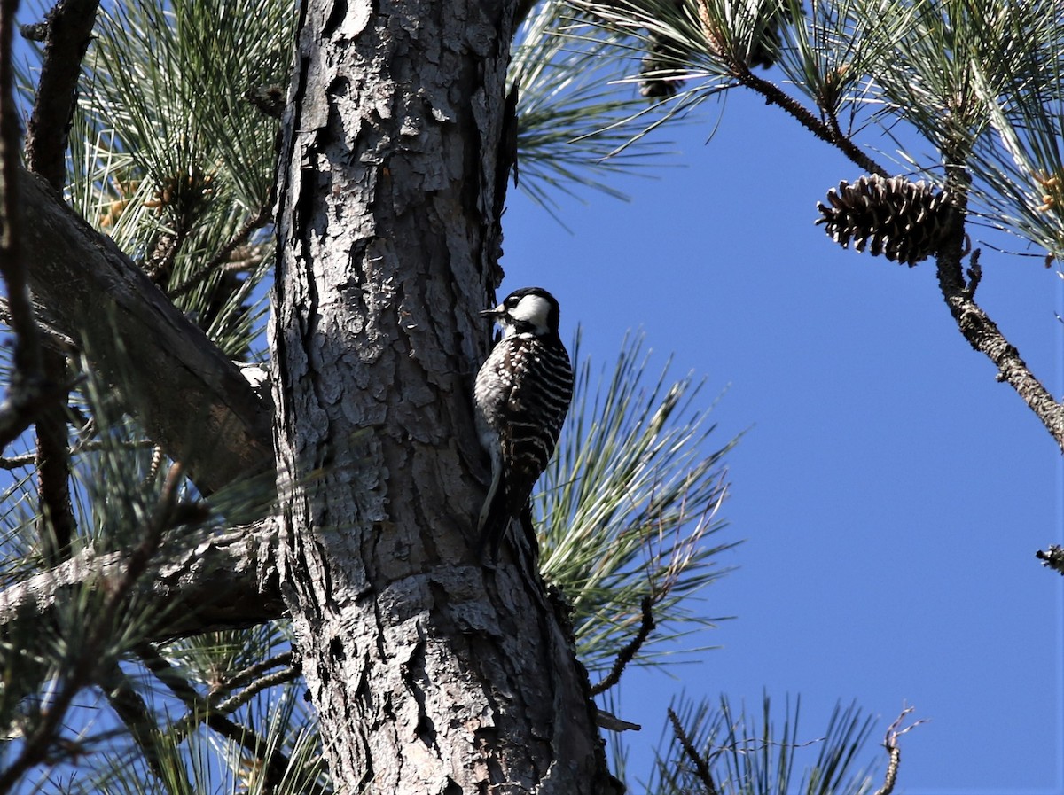 Red-cockaded Woodpecker - ML425259321