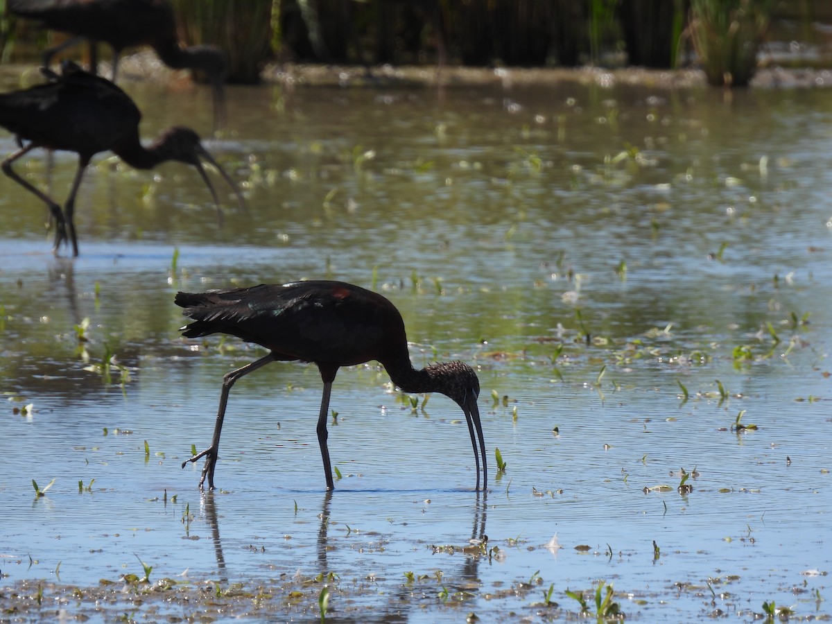 Glossy Ibis - ML425259561