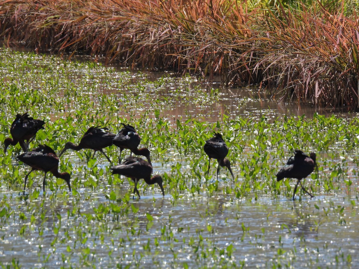 Glossy Ibis - ML425259581