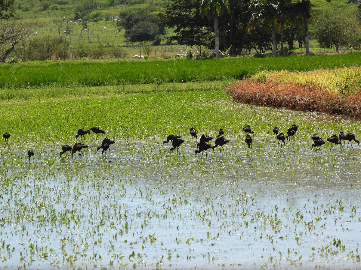 Glossy Ibis - ML425259591