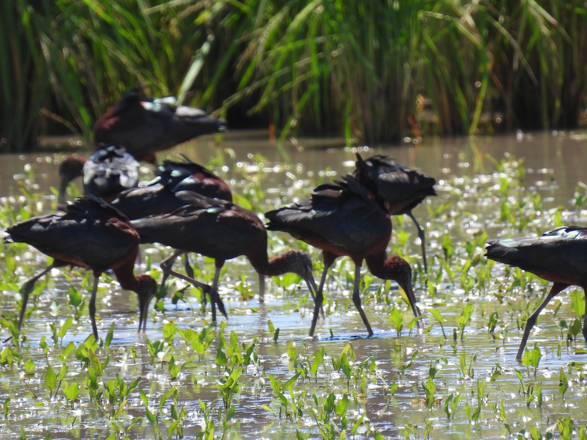 Glossy Ibis - ML425259601