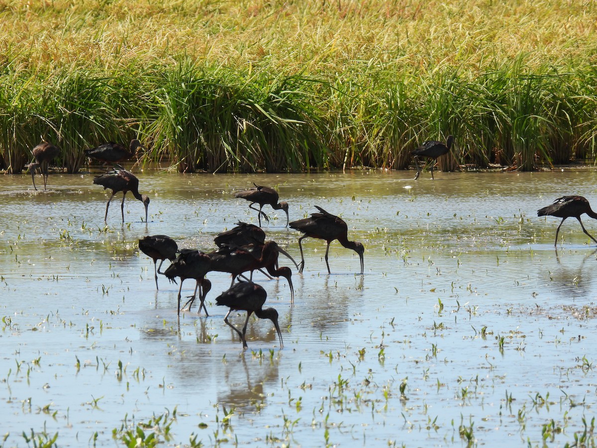 Glossy Ibis - ML425259621
