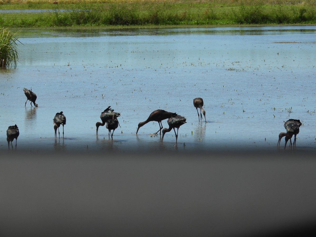 Glossy Ibis - ML425259651
