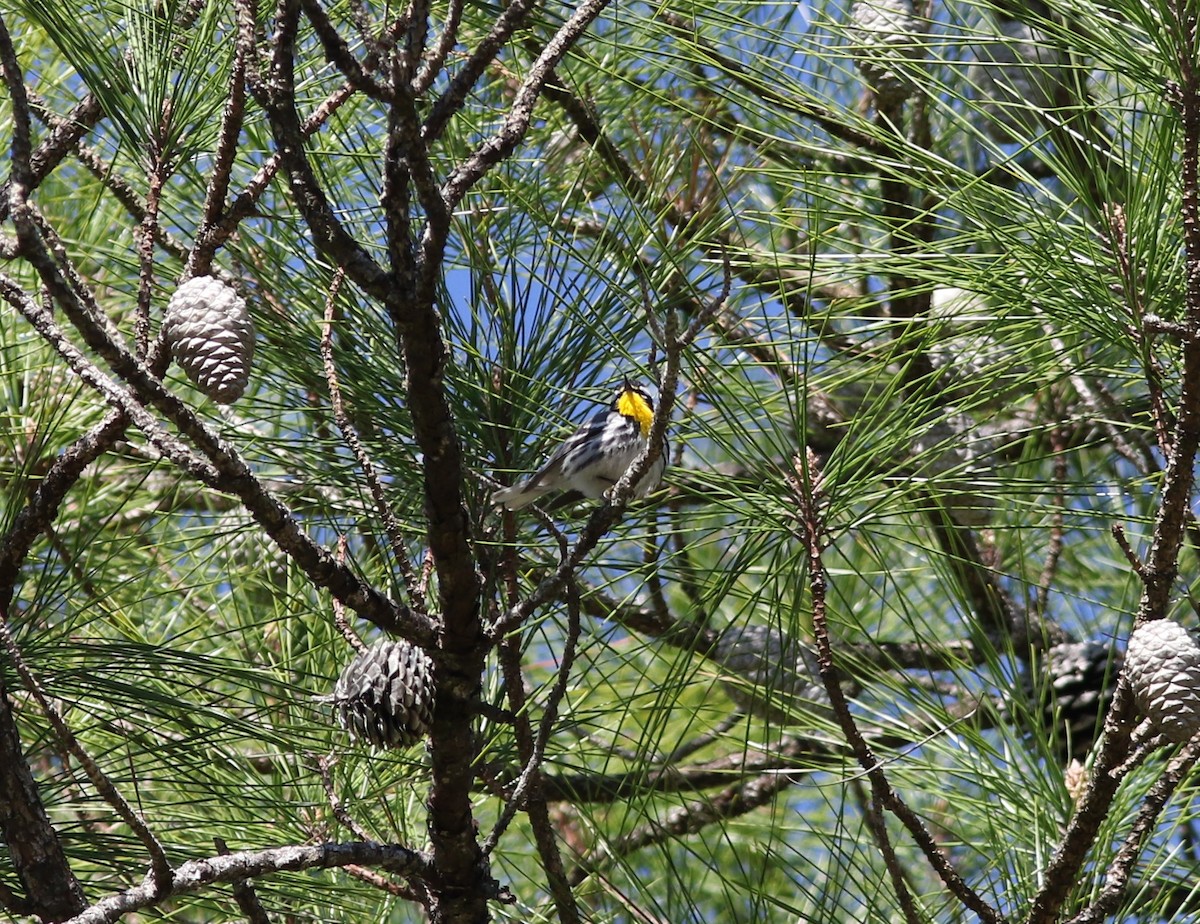 Yellow-throated Warbler - ML425259811