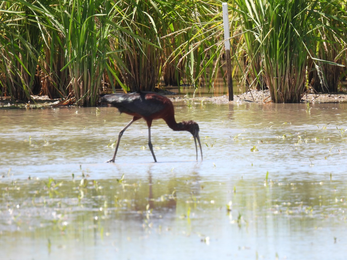 Glossy Ibis - ML425259821